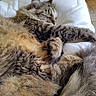 Stella a rejoint le concours — aidez-le/la à gagner de superbes lots ! animal, cat, closeup, cozy, cushion, cute, fluffy, fur, indoor, paw, peaceful, pet, relaxation, resting, sleeping, soft, tabby, tail, whiskers, white