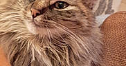 Stella a rejoint le concours — aidez-le/la à gagner de superbes lots ! cat, tabby, fluffy, indoor, lap, person, furniture, table, glass, beer, floor, curious, relaxed, animal, pet, cozy, whiskers, fur, closeup, seated