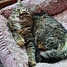 Stella a rejoint le concours — aidez-le/la à gagner de superbes lots ! animal, bed, cat, cozy, curtain, cute, feline, fur, indoor, looking_up, paw, pet, pink, relaxed, resting, sleepy, soft_texture, tabby, whiskers, window