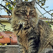 Stella a rejoint le concours — aidez-le/la à gagner de superbes lots ! animal, autumn, background, cat, daylight, eyes, feline, fluffy, fur, garden, house, leaves, nature, outdoor, pet, roof, sitting, tabby, tree_branch, whiskers