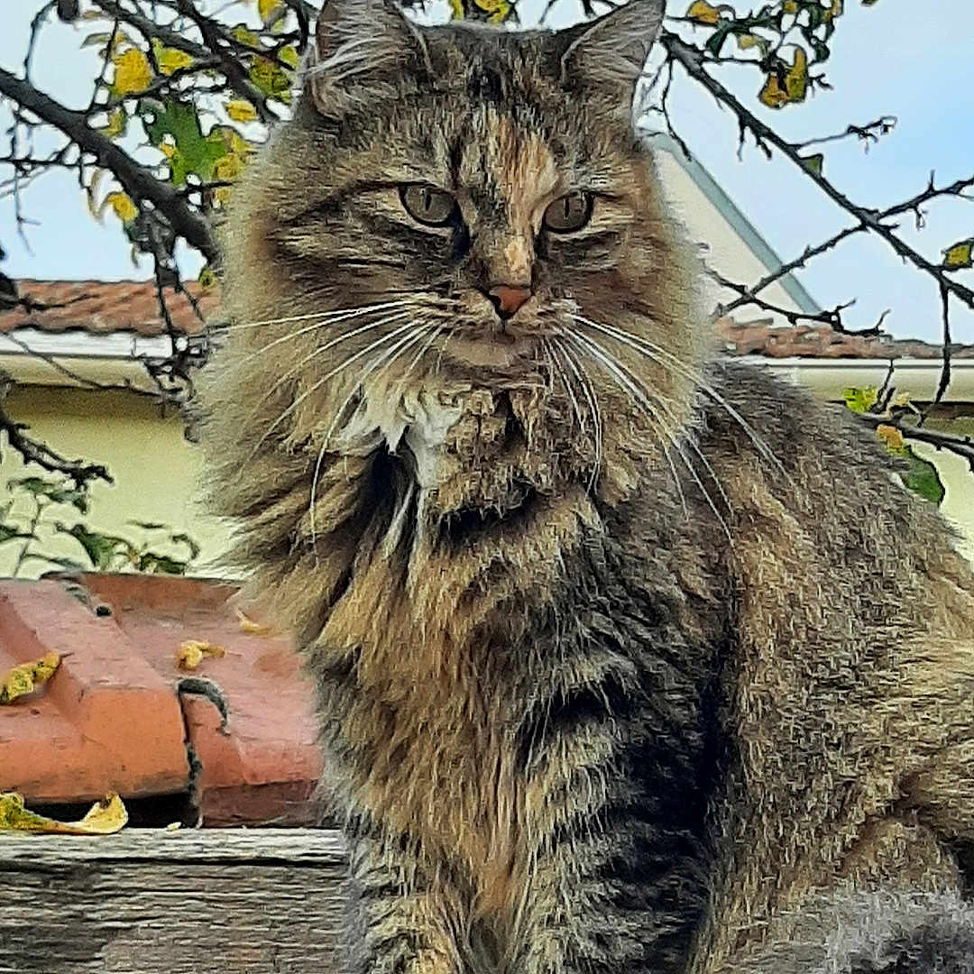 Stella