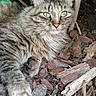 Stella a rejoint le concours — aidez-le/la à gagner de superbes lots ! cat, tabby, fluffy, green_eyes, outdoor, plants, bark_mulch, nature, animal, pet, fur, whiskers, relaxed, curious, close_up, daylight, leafy, ground, wildlife, mammal