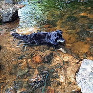 Hathyr a rejoint le concours — aidez-le/la à gagner de superbes lots ! dog, water, creek, rocks, nature, outdoor, stream, shallow_water, animal, leaves, sunlight, forest, riverbed, black_dog, relaxing, wet, natural, scenic, daylight, calm