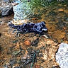 dog, water, creek, rocks, nature, outdoor, stream, shallow_water, animal, leaves, sunlight, forest, riverbed, black_dog, relaxing, wet, natural, scenic, daylight, calm