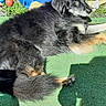 dog, black_dog, outdoor, sunlight, green_carpet, blue_tarp, garden, shadow, wooden_floor, relaxing, pet, animal, fur, laying_down, nature, daylight, quiet, calm, companionship, domestic_animal