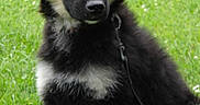 Hathyr a rejoint le concours — aidez-le/la à gagner de superbes lots ! puppy, dog, grass, leash, black_fur, tan_fur, outdoor, pet, young_dog, sitting, animal, canine, fur, ears, cute, nature, green, portrait, friendly, alert