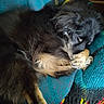 dog, sleeping, curled_up, black_fur, tan_fur, blanket, teal, cozy, indoors, resting, paw, fur, pet, animal, cute, relaxed, cushion, brick_wall, home, comfort