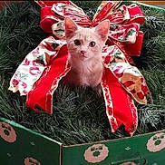 Grace joined the competition — help win amazing prizes! animal, cat, celebration, christmas, christmas_wreath, curious, cute, decor, feline, festive, festivity, gift_box, green_box, holiday, holiday_decor, indoor, kitten, pet, red_bow, small_cat