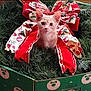animal, cat, celebration, christmas, christmas_wreath, curious, cute, decor, feline, festive, festivity, gift_box, green_box, holiday, holiday_decor, indoor, kitten, pet, red_bow, small_cat