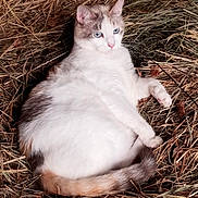 Heidi joined the competition — help win amazing prizes! animal, barn, blue_eyes, calm, cat, closeup, cozy, cute, domestic_cat, fur, hay, mammal, nature, outdoor, pet, relaxed, resting, sleepy, tail, whiskers