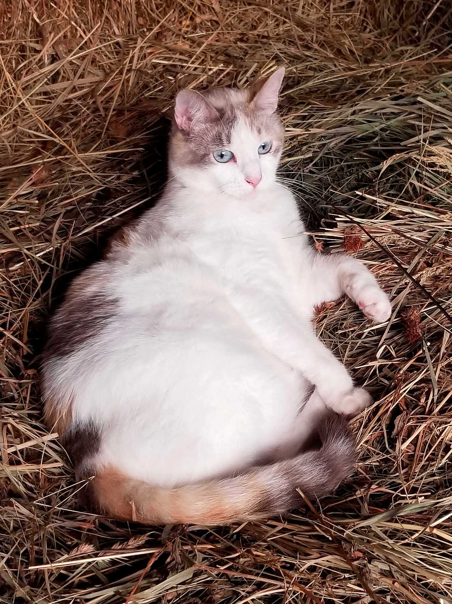 Heidi joined the competition — help win amazing prizes! animal, barn, blue_eyes, calm, cat, closeup, cozy, cute, domestic_cat, fur, hay, mammal, nature, outdoor, pet, relaxed, resting, sleepy, tail, whiskers
