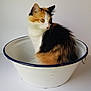 cat, calico, animal, pet, feline, fur, white_background, enamel_basin, vintage, curious, sitting, indoor, closeup, domestic_cat, portrait, whiskers, ears, golden_eyes, soft_lighting, container