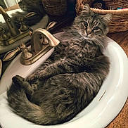 Cheetah joined the competition — help win amazing prizes! cat, tabby, sink, bathroom, faucet, mirror, reflection, wicker_basket, wooden_countertop, fur, relaxed, curious, indoor, pet, animal, household, cozy, portrait, closeup, domestic
