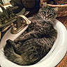 animal, bathroom, cat, closeup, cozy, curious, domestic, faucet, fur, household, indoor, mirror, pet, portrait, reflection, relaxed, sink, tabby, wicker_basket, wooden_countertop