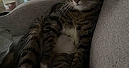 Charlie is registered to the contest to win money with this photo: cat, tabby_cat, pet, animal, sofa, couch, indoor, living_room, lounging, sitting, striped_fur, white_chest, whiskers, ears, eyes, paws, curtains, flowers, portrait, text_overlay