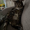 cat, tabby_cat, pet, animal, sofa, couch, indoor, living_room, lounging, sitting, striped_fur, white_chest, whiskers, ears, eyes, paws, curtains, flowers, portrait, text_overlay