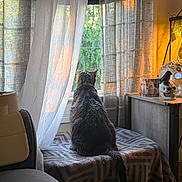 Charlie is registered to the contest to win money with this photo: cat, pet, animal, sitting, back_view, window, curtains, sunlight, indoor, home, bed, blanket, furniture, lamp, skull_decoration, gothic, cozy, portrait, nature, greenery