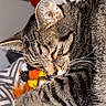 Charlie joined the competition — help win amazing prizes! cat, tabby_cat, sleeping, pet, feline, fur, whiskers, ears, paws, curled_up, toy, feather_toy, colorful, indoor, cozy, relaxed, close_up, portrait, blanket, striped_fur