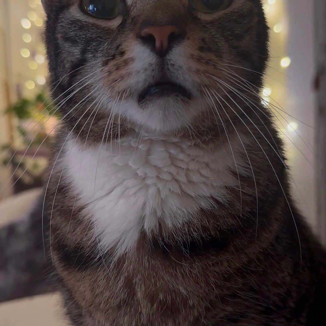 Charlie is registered to the contest to win money with this photo: cat, tabby, pet, animal, feline, closeup, portrait, whiskers, ears, eyes, striped_fur, white_chest, sitting, indoor, bokeh, fairy_lights, warm_lighting, centered, serious_expression, photography