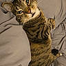 Charlie is registered to the contest to win money with this photo: cat, tabby, feline, pet, animal, bed, bedding, blanket, bedroom, indoors, sleeping, lounging, lying_down, striped_fur, whiskers, ears, green_eyes, pink_nose, portrait, cozy