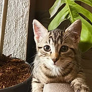 Loki a rejoint le concours — aidez-le/la à gagner de superbes lots ! kitten, cat, tabby, pet, animal, cute, indoor, plant, leaf, pot, sofa, furniture, curious, young, whiskers, paw, closeup, portrait, domestic, mammal