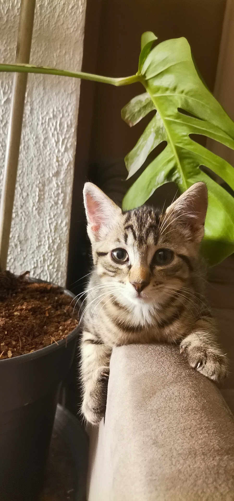 Loki