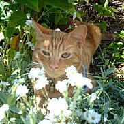 Garfield a rejoint le concours — aidez-le/la à gagner de superbes lots ! animal, cat, closeup, collar, curious, daylight, flora, flowers, fur, garden, greenery, leaf, nature, orange_tabby, outdoor, pet, plants, shadows, whiskers, white_flowers