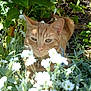 animal, cat, closeup, collar, curious, daylight, flora, flowers, fur, garden, greenery, leaf, nature, orange_tabby, outdoor, pet, plants, shadows, whiskers, white_flowers