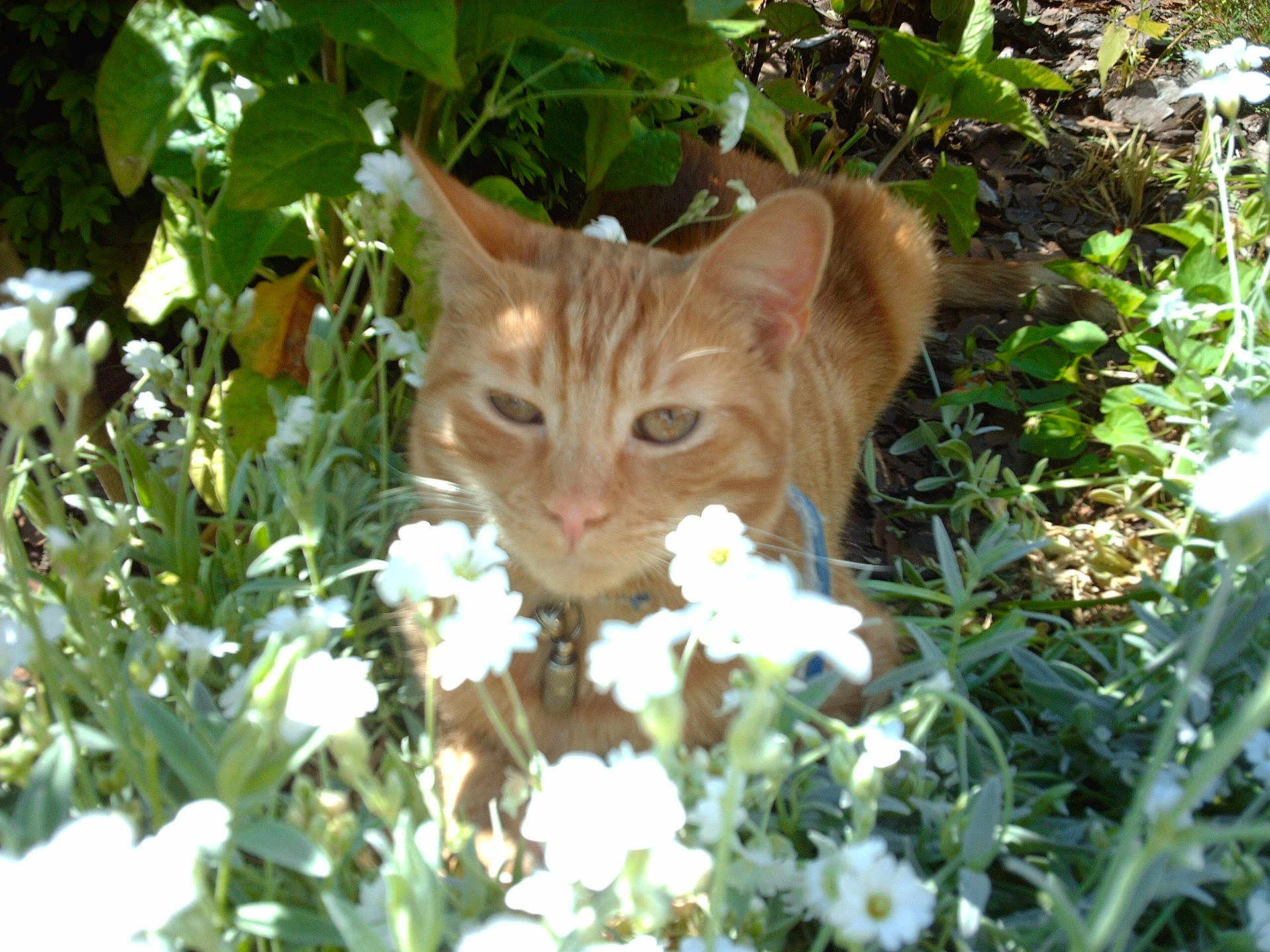 Garfield a rejoint le concours — aidez-le/la à gagner de superbes lots ! animal, cat, closeup, collar, curious, daylight, flora, flowers, fur, garden, greenery, leaf, nature, orange_tabby, outdoor, pet, plants, shadows, whiskers, white_flowers