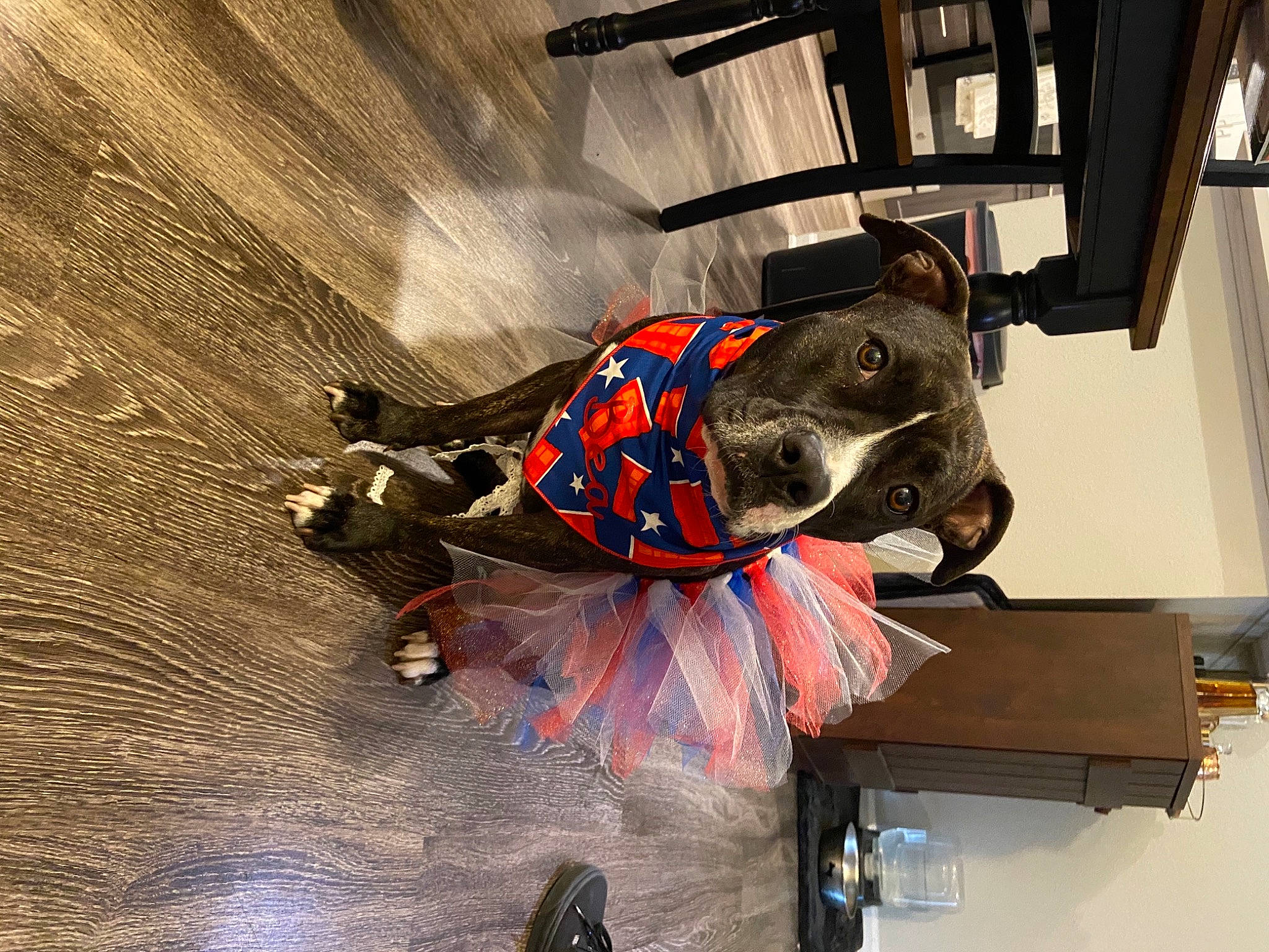 Bea is registered to the contest to win money with this photo: borador, canidae, carnivore, collar, companion_dog, dog, dog_breed, dog_clothes, dog_collar, dog_supply, leash, pet_supply, snout, sporting_group, working_animal, working_dog