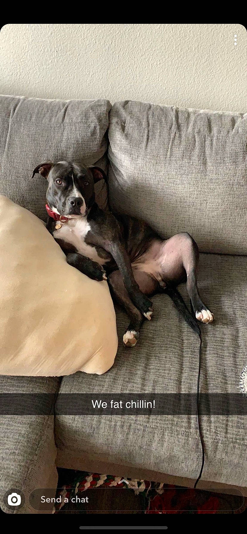 Bea is registered to the contest to win money with this photo: canidae, carnivore, comfort, companion_dog, couch, dog, dog_breed, dog_supply, fawn, grey, liver, living_room, paw, slipcover, snout, sporting_group, tail, terrestrial_animal, working_animal, working_dog