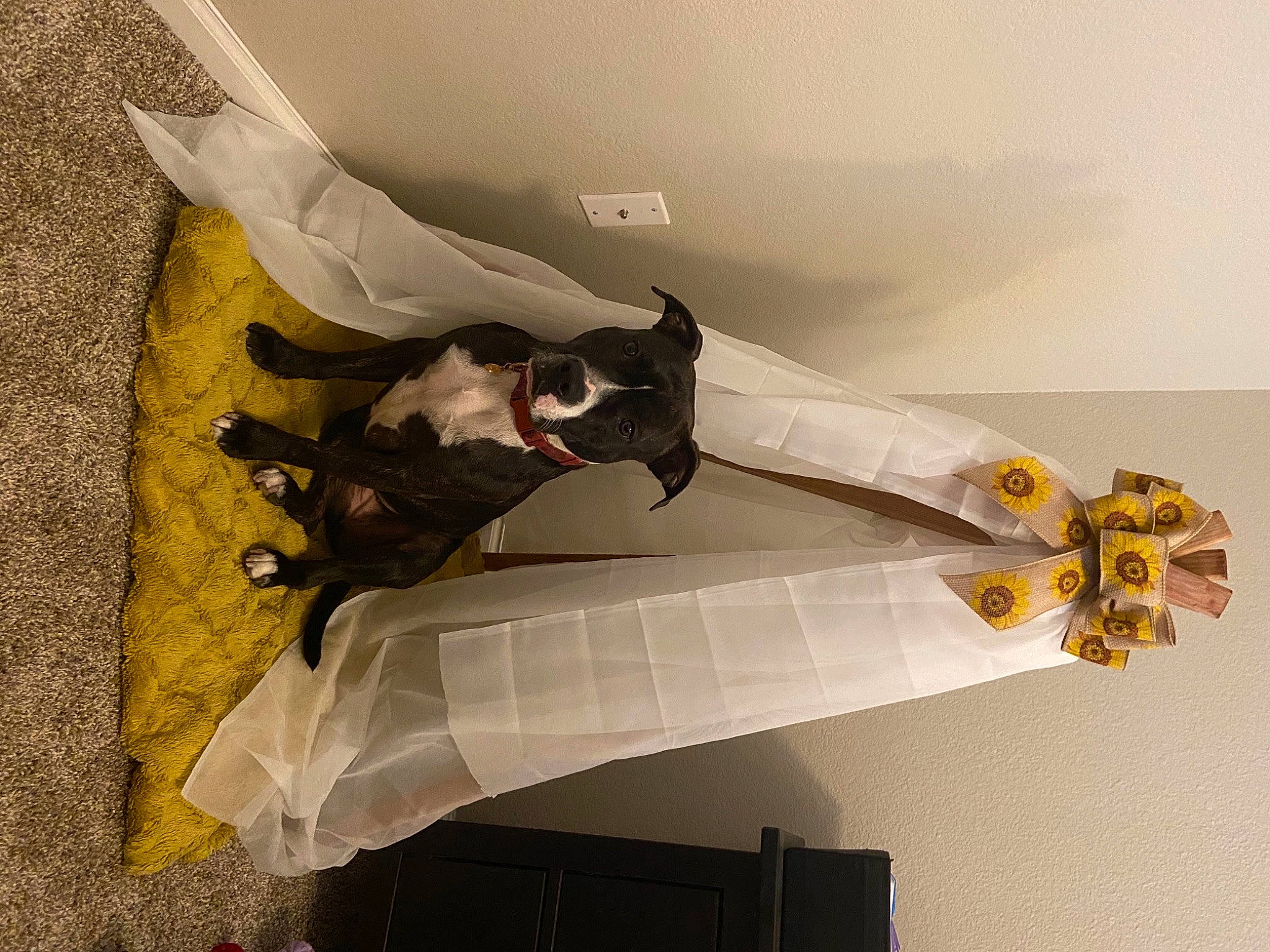 Bea is registered to the contest to win money with this photo: carnivore, companion_dog, dog, dog_breed, dog_supply, fictional_character, working_animal