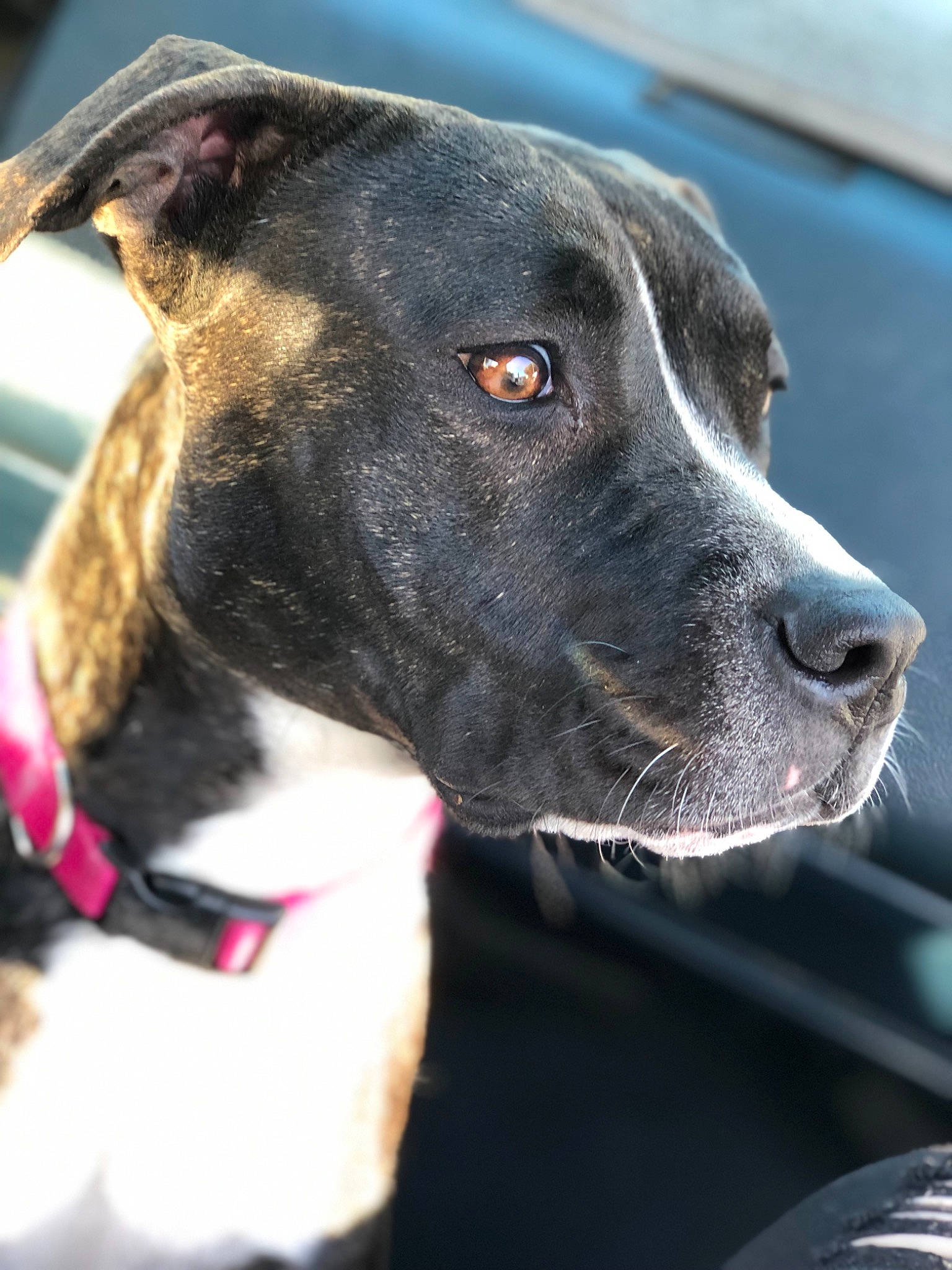 Bea joined the competition — help win amazing prizes! canidae, carnivore, collar, companion_dog, dog, dog_breed, dog_collar, dog_supply, grey, leash, pet_supply, snout, sporting_group, whiskers, working_animal, working_dog