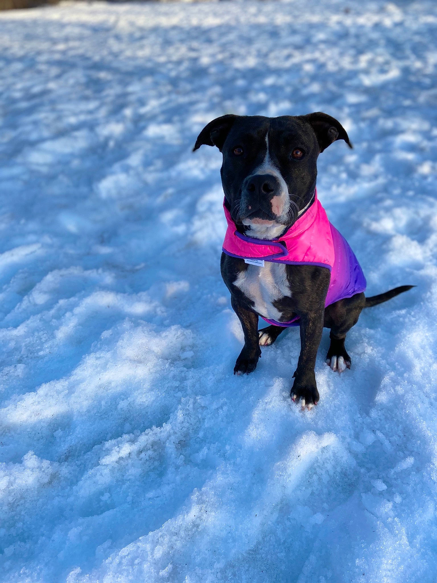 Bea is registered to the contest to win money with this photo: borador, canidae, carnivore, collar, companion_dog, dog, dog_breed, dog_clothes, dog_collar, dog_supply, freezing, hunting_dog, ice, leash, pet_supply, snout, snow, sporting_group, winter, working_animal