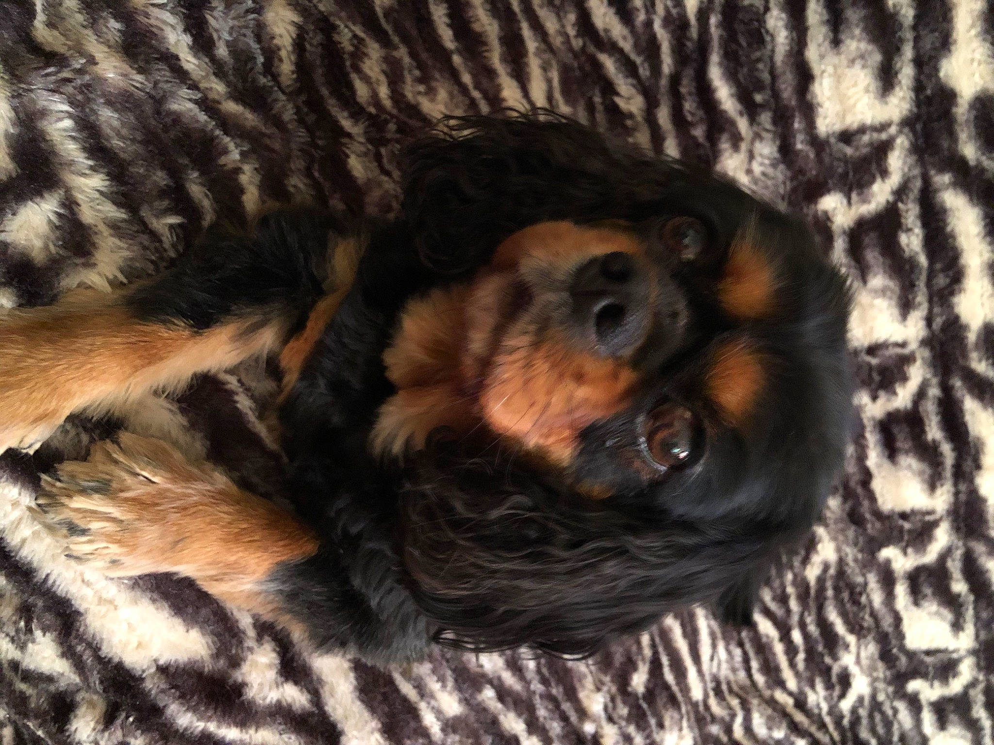 Jipsy participe au concours pour gagner de l'argent avec cette photo : canidae, carnivore, companion_dog, dog, dog_breed, fawn, fur, puppy, sporting_group