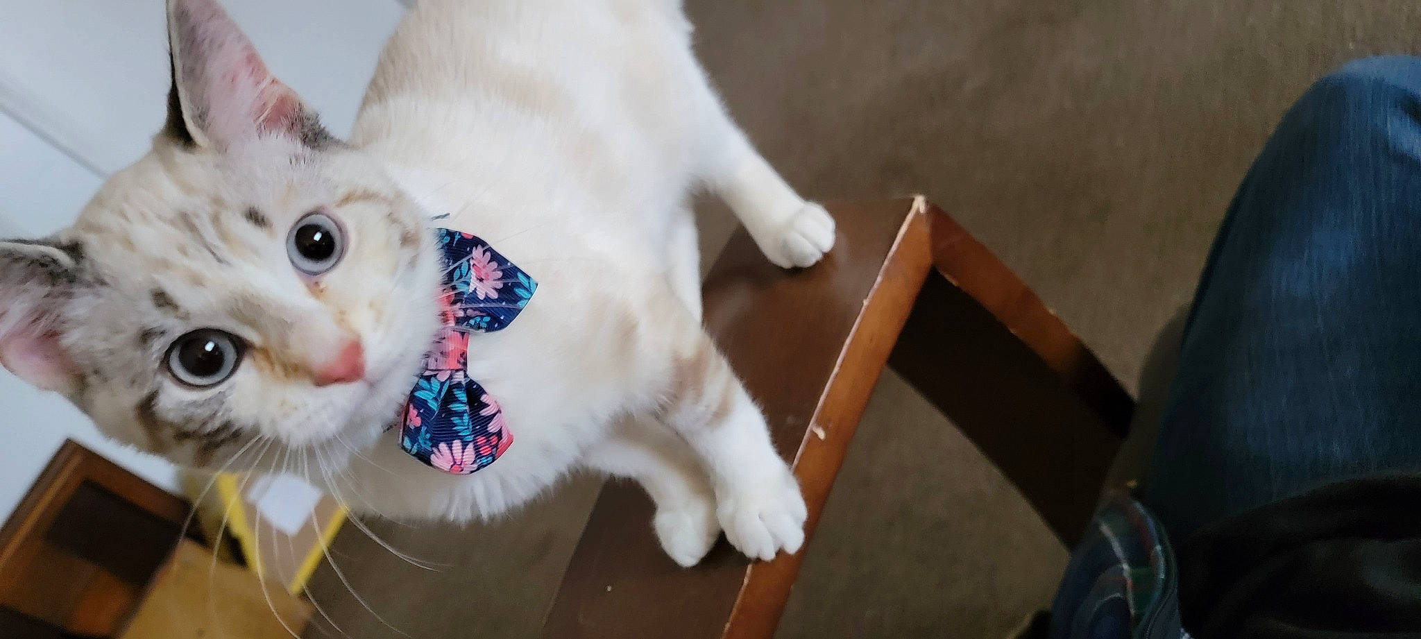 Temperance is registered to the contest to win money with this photo: carnivore, cat, collar, domestic_short_haired_cat, ear, fang, fawn, felidae, fur, mammal, paw, small_to_medium_sized_cats, snout, tail, whiskers, wood