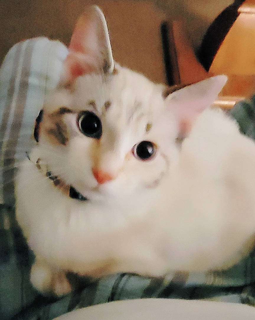 Temperance is registered to the contest to win money with this photo: carnivore, cat, domestic_short_haired_cat, ear, fawn, felidae, fur, paw, plant, small_to_medium_sized_cats, snout, whiskers