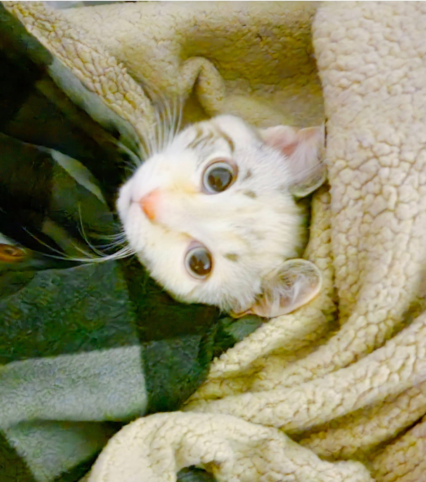 Temperance joined the competition — help win amazing prizes! carnivore, cat, comfort, domestic_short_haired_cat, ear, eye, fawn, felidae, fur, grass, hand, iris, linens, pattern, paw, small_to_medium_sized_cats, snout, tail, whiskers, wool