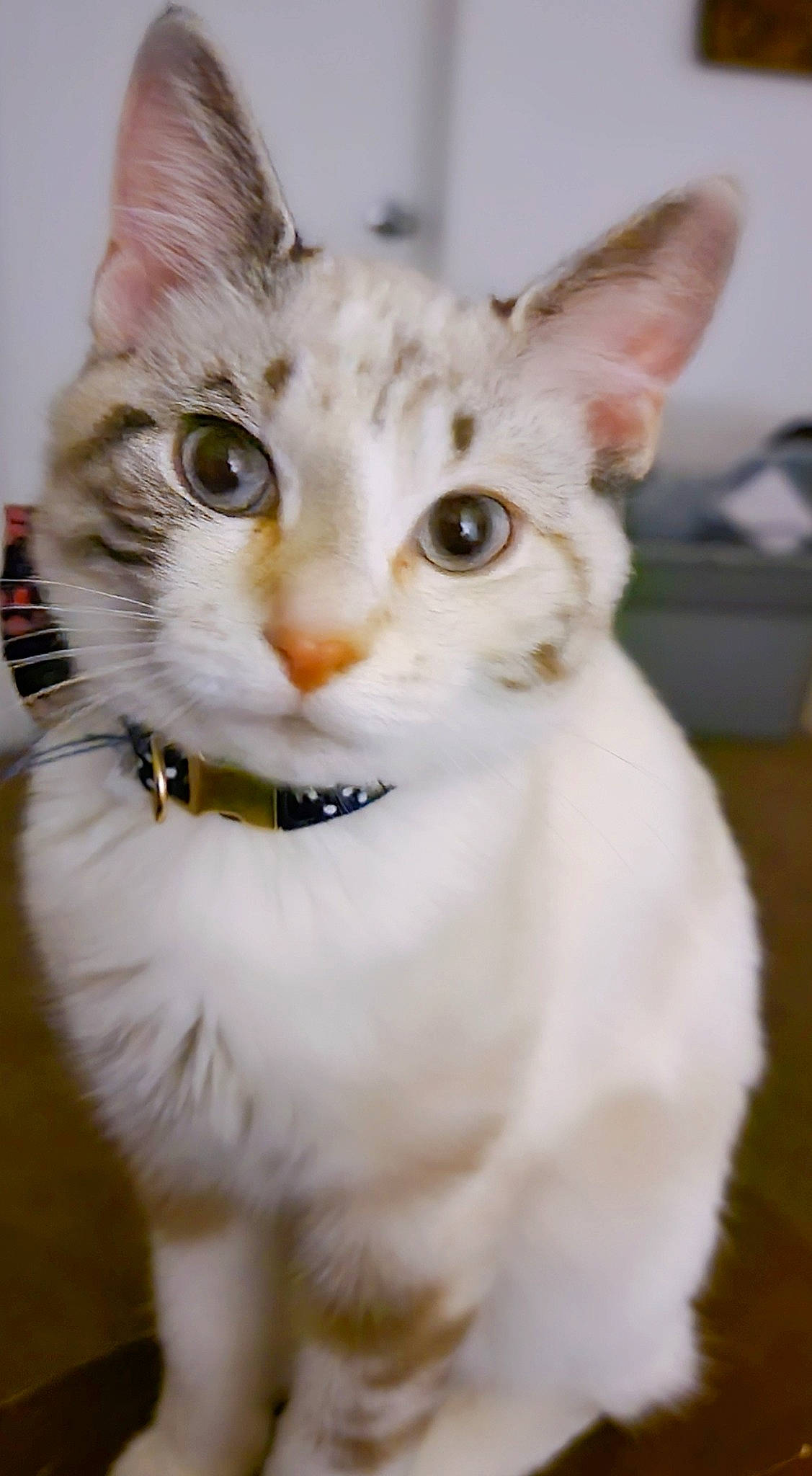 Temperance joined the competition — help win amazing prizes! carnivore, cat, collar, domestic_short_haired_cat, ear, fawn, felidae, fur, iris, paw, small_to_medium_sized_cats, snout, tail, terrestrial_animal, whiskers