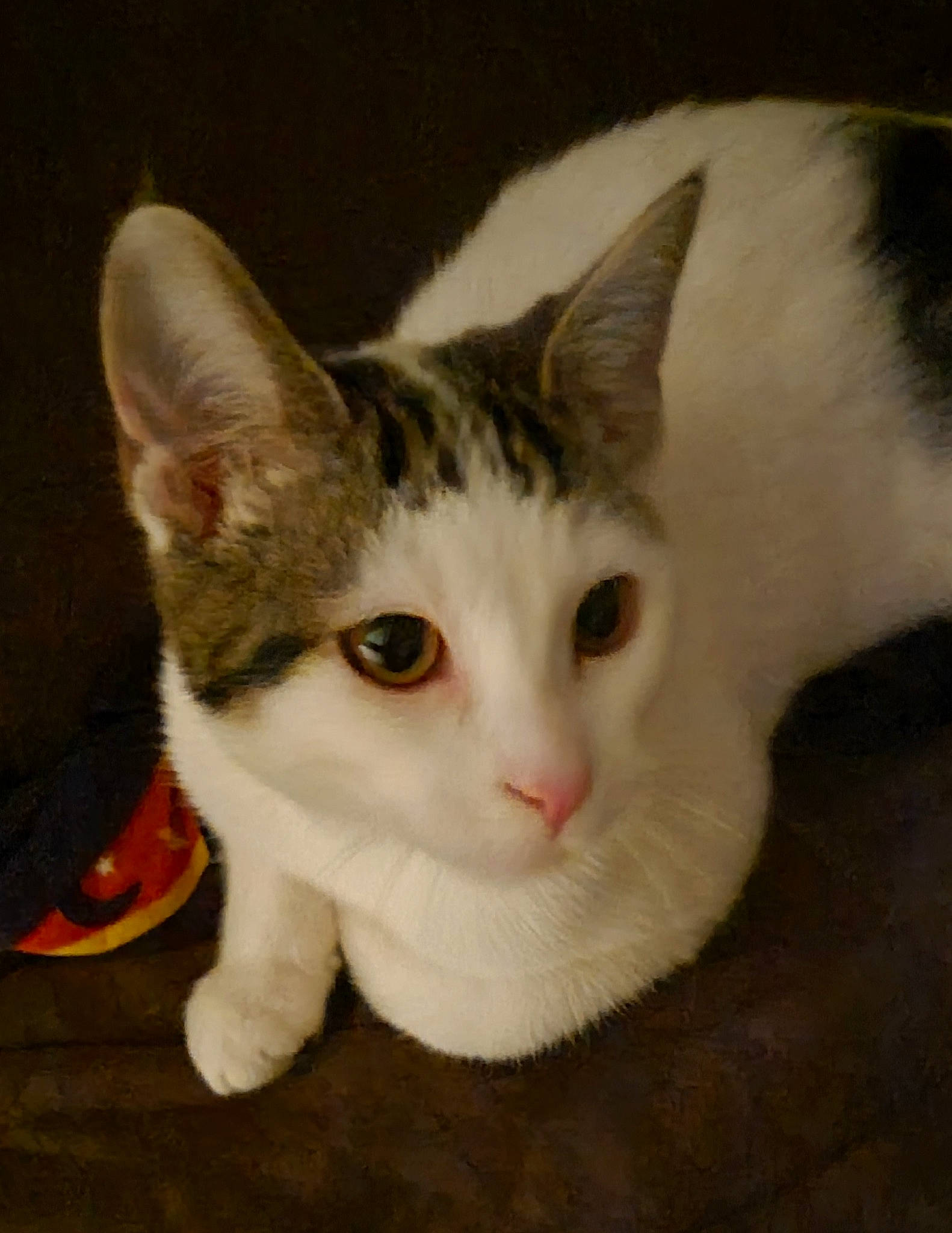 Italy joined the competition — help win amazing prizes! carnivore, cat, domestic_short_haired_cat, ear, eye, fawn, felidae, fur, iris, paw, small_to_medium_sized_cats, snout, tail, whiskers