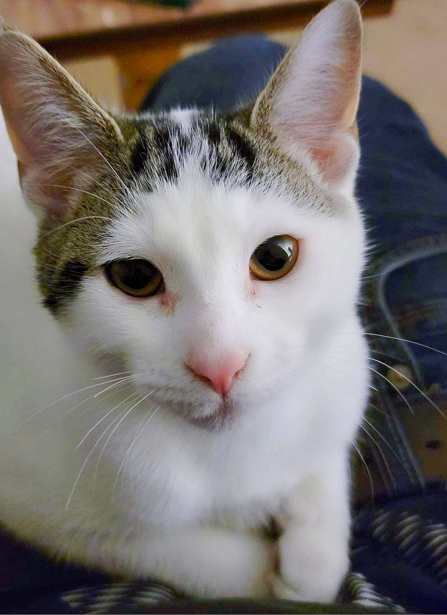 Italy is registered to the contest to win money with this photo: carnivore, cat, collar, domestic_short_haired_cat, ear, felidae, fur, iris, paw, small_to_medium_sized_cats, snout, tail, tree, whiskers, window