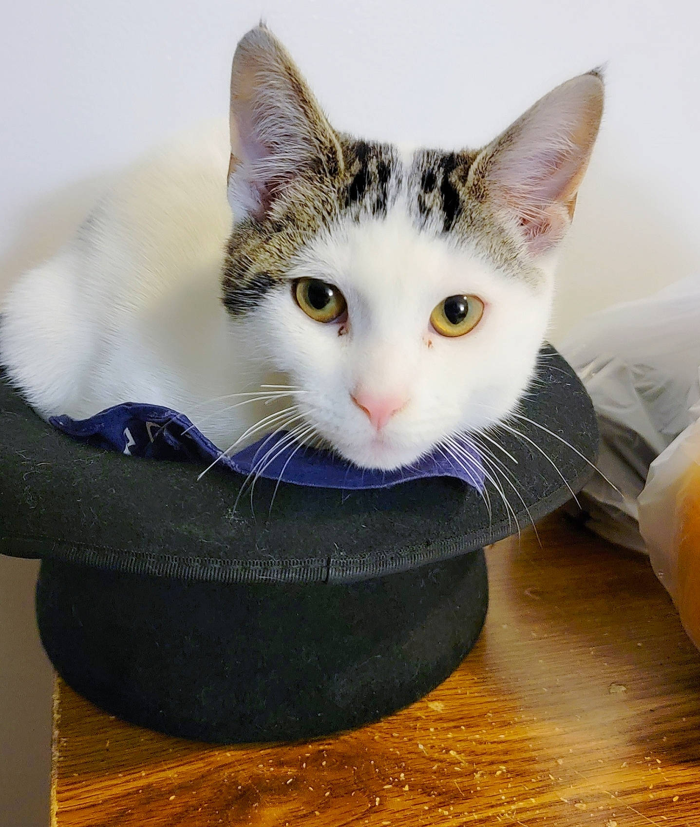 Italy joined the competition — help win amazing prizes! art, box, cardboard, carnivore, cat, cat_supply, comfort, domestic_short_haired_cat, felidae, fur, gadget, hardwood, packaging_and_labeling, paw, pet_supply, small_to_medium_sized_cats, snout, tail, whiskers, wood