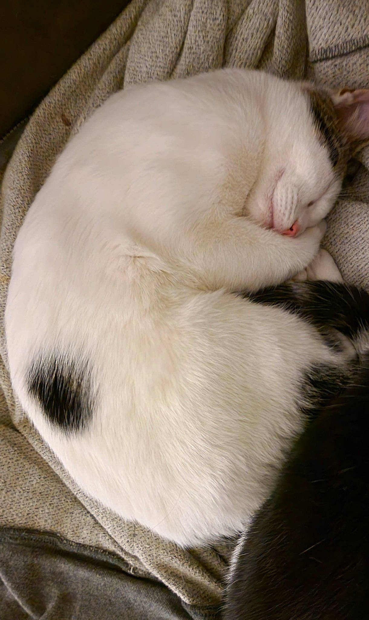 Italy joined the competition — help win amazing prizes! carnivore, cat, cat_bed, claw, comfort, dog_breed, fawn, felidae, fur, grey, linens, nap, paw, pet_supply, small_to_medium_sized_cats, snout, sporting_group, tail, terrestrial_animal, whiskers