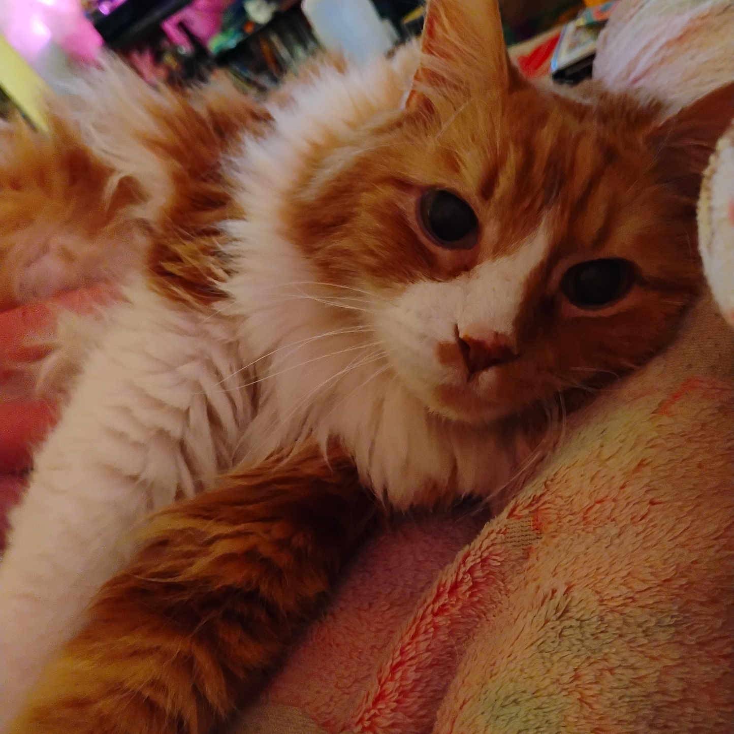 Samsin joined the competition — help win amazing prizes! animal, blanket, cat, close_up, comfortable, cozy, cute, feline, fluffy, fur, home, indoor, orange_cat, pet, portrait, relaxed, resting, soft_lighting, whiskers, white_fur