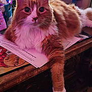 Samsin is registered to the contest to win money with this photo: cat, clutter, curious, domestic_animal, ears, face, feline, fluffy, fur, indoor, mammal, orange_cat, papers, paw, pet, relaxed, resting, table, whiskers, white_fur