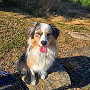 Valdo participe au concours pour gagner de l'argent avec cette photo : dog, australian_shepherd, outdoor, rock, grass, sunlight, tongue_out, happy, pet, animal, nature, fur, ears, leash, blue_leash, shadows, trees, daylight, canine, sitting