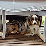 Valdo a rejoint le concours — aidez-le/la à gagner de superbes lots ! dog, australian_shepherd, canine, pet, fur, wooden_floor, table, white_table, indoor, resting, animal, laying_down, calm, brown, black, white, spotted, ears, face, paw