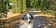 Valdo participe au concours pour gagner de l'argent avec cette photo : dog, australian_shepherd, path, greenery, archway, foliage, park, sunlight, shadow, outdoor, pet, animal, nature, leash, sitting, calm, summer, walking_path, trees, bushes