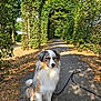 dog, australian_shepherd, path, greenery, archway, foliage, park, sunlight, shadow, outdoor, pet, animal, nature, leash, sitting, calm, summer, walking_path, trees, bushes