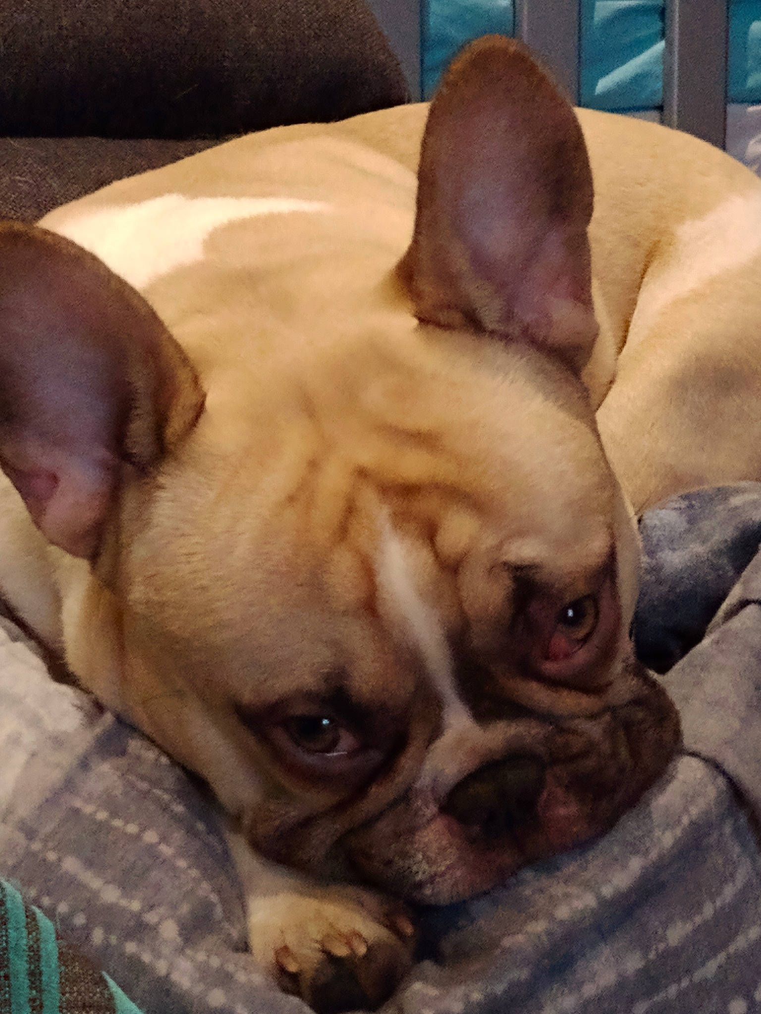 Stitch participe au concours pour gagner de l'argent avec cette photo : bored, bulldog, canidae, carnivore, comfort, companion_dog, dog, dog_breed, ear, eye, fawn, fur, jaw, snout, sporting_group, terrestrial_animal, toy_dog, whiskers, working_animal, wrinkle